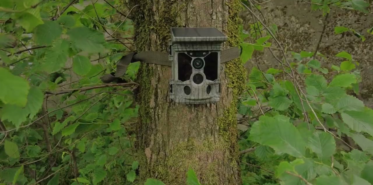 A Campark T180 trail camera strapped to a mossy tree in the woods